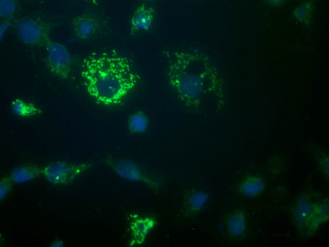 GADD45G Antibody in Immunocytochemistry (ICC/IF)