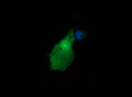 GADD45G Antibody in Immunocytochemistry (ICC/IF)