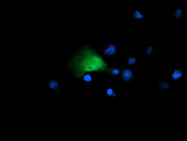 GADD45G Antibody in Immunocytochemistry (ICC/IF)