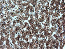 GADD45G Antibody in Immunohistochemistry (Paraffin) (IHC (P))