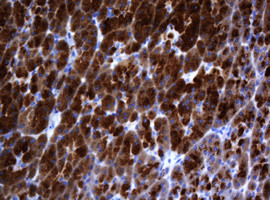 GADD45G Antibody in Immunohistochemistry (Paraffin) (IHC (P))