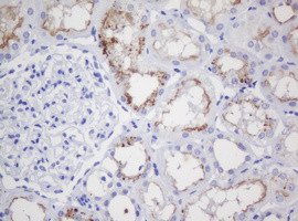 GADD45G Antibody in Immunohistochemistry (Paraffin) (IHC (P))