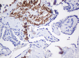 GADD45G Antibody in Immunohistochemistry (Paraffin) (IHC (P))