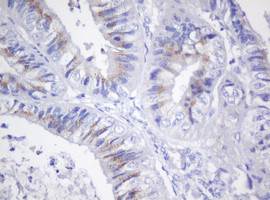 GADD45G Antibody in Immunohistochemistry (Paraffin) (IHC (P))