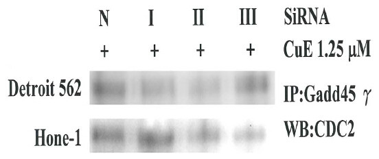 GADD45G Antibody in Immunoprecipitation (IP)