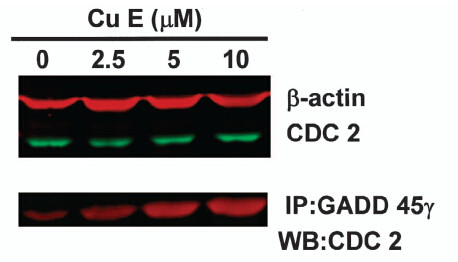 GADD45G Antibody in Immunoprecipitation (IP)