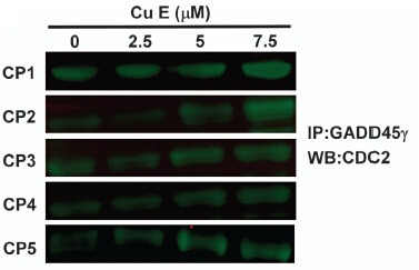 GADD45G Antibody in Immunoprecipitation (IP)