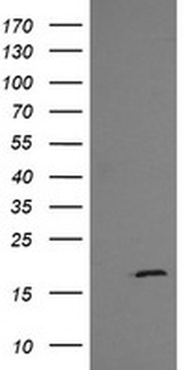 GADD45G Antibody in Western Blot (WB)