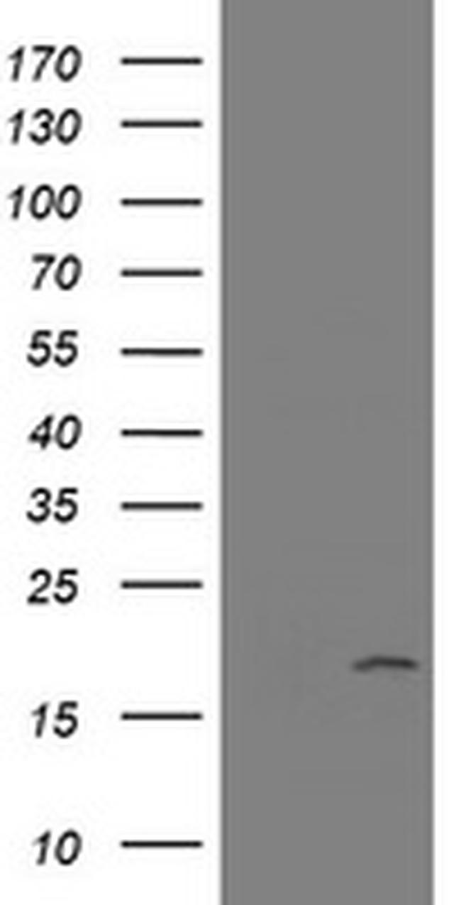 GADD45G Antibody in Western Blot (WB)