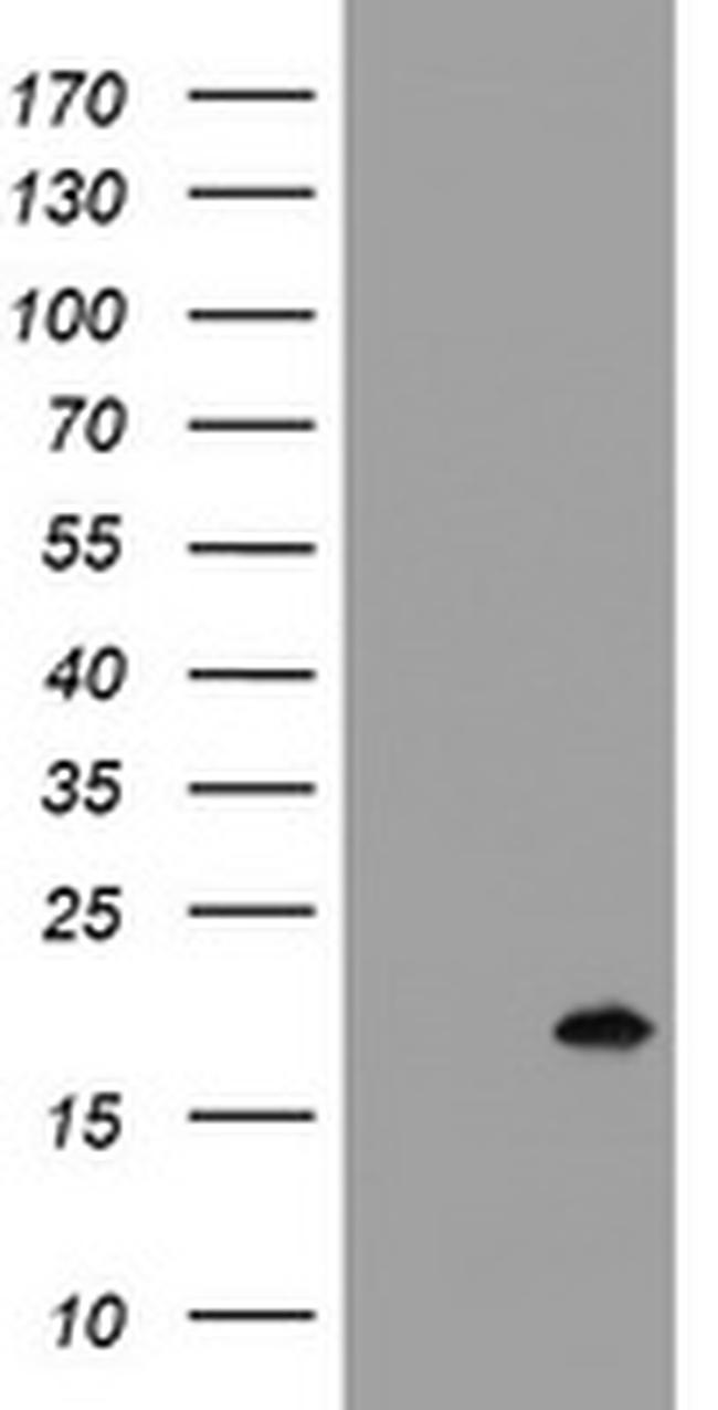 GADD45G Antibody in Western Blot (WB)