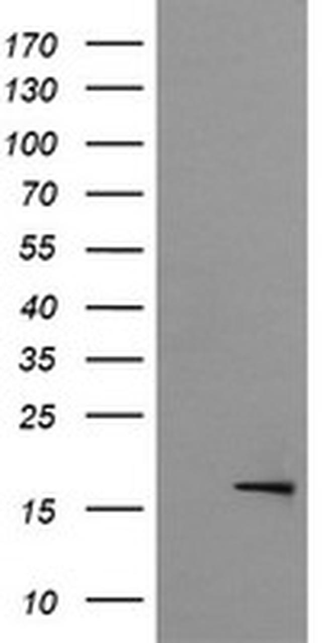 GADD45G Antibody in Western Blot (WB)