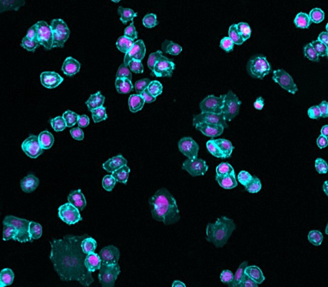 Human IgG (H+L) Cross-Adsorbed Secondary Antibody in Immunocytochemistry (ICC/IF)