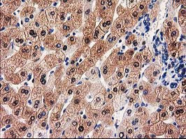 GALE Antibody in Immunohistochemistry (Paraffin) (IHC (P))