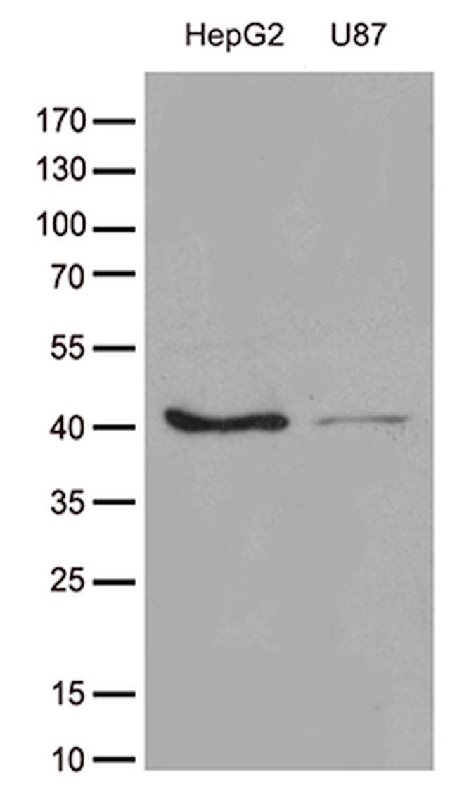 GALM Antibody in Western Blot (WB)