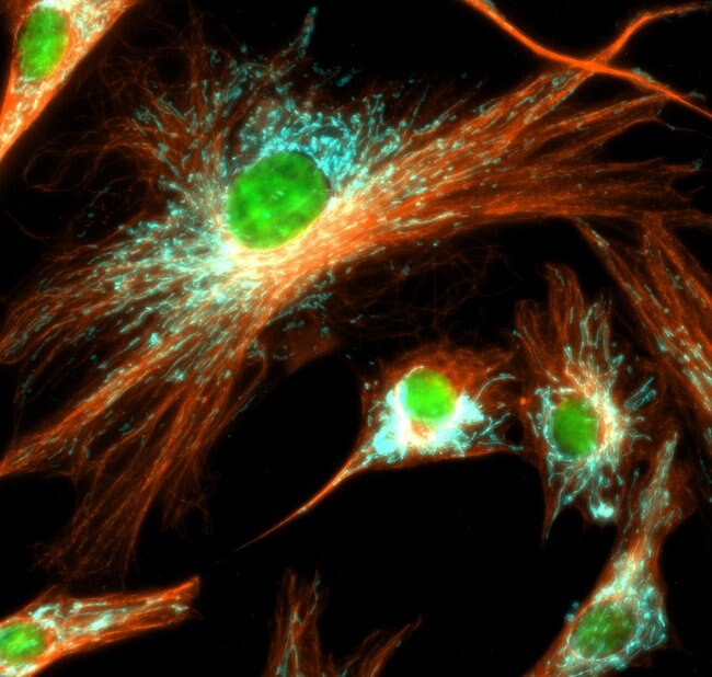 Mouse IgG (H+L) Highly Cross-Adsorbed Secondary Antibody in Immunocytochemistry (ICC/IF)