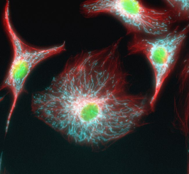 Mouse IgG (H+L) Highly Cross-Adsorbed Secondary Antibody in Immunocytochemistry (ICC/IF)