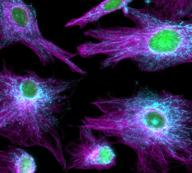 Mouse IgG (H+L) Highly Cross-Adsorbed Secondary Antibody in Immunocytochemistry (ICC/IF)