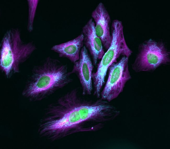 Mouse IgG (H+L) Highly Cross-Adsorbed Secondary Antibody in Immunocytochemistry (ICC/IF)