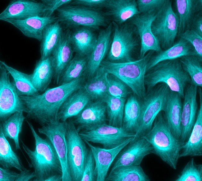 Mouse IgG (H+L) Highly Cross-Adsorbed Secondary Antibody in Immunocytochemistry (ICC/IF)