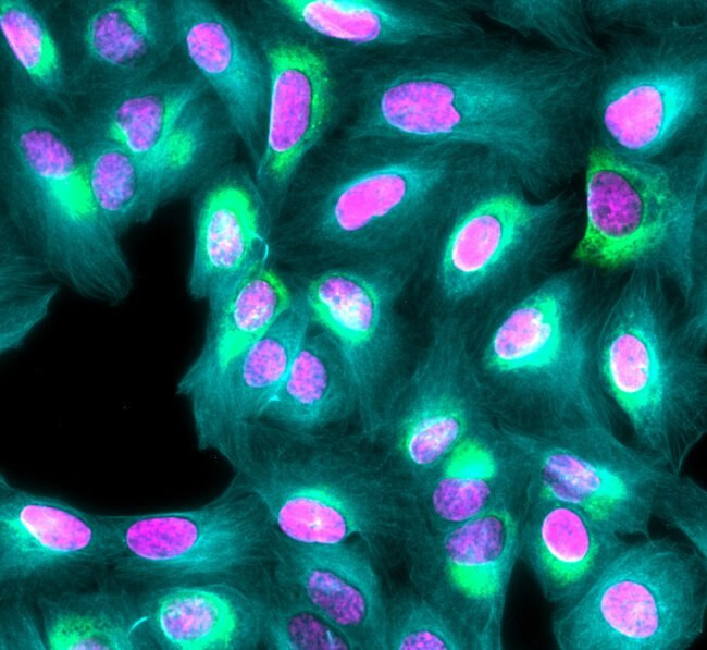 Mouse IgG (H+L) Highly Cross-Adsorbed Secondary Antibody in Immunocytochemistry (ICC/IF)