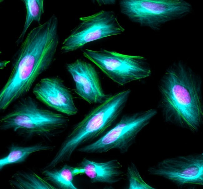 Mouse IgG (H+L) Highly Cross-Adsorbed Secondary Antibody in Immunocytochemistry (ICC/IF)