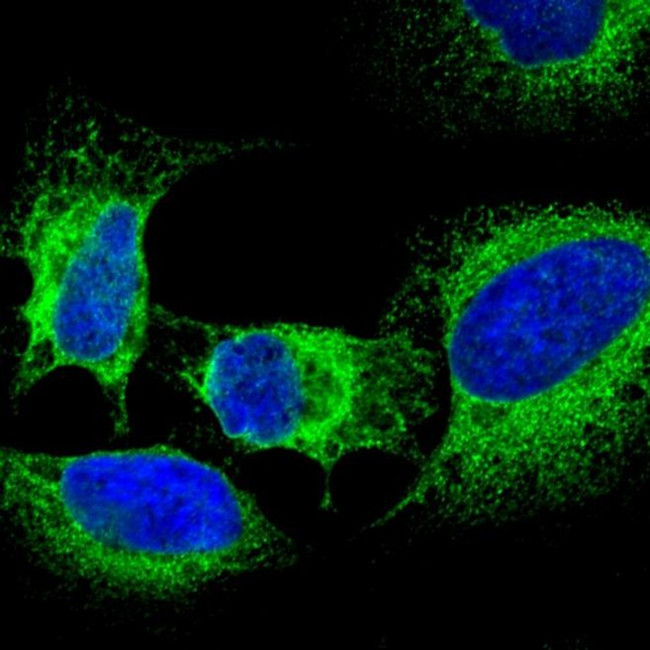 Mouse IgG (H+L) Highly Cross-Adsorbed Secondary Antibody in Immunocytochemistry (ICC/IF)