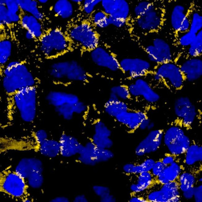 Mouse IgG (H+L) Highly Cross-Adsorbed Secondary Antibody in Immunocytochemistry (ICC/IF)