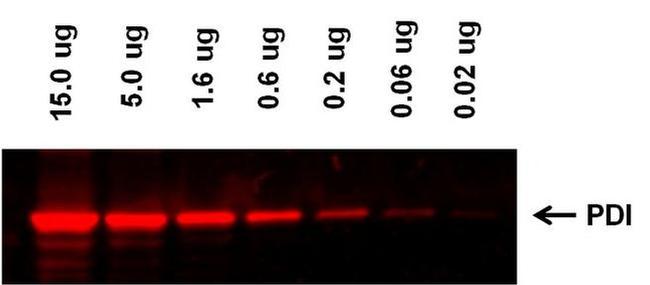 Mouse IgG (H+L) Highly Cross-Adsorbed Secondary Antibody in Western Blot (WB)