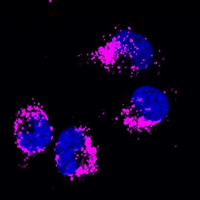 Mouse IgG (H+L) Highly Cross-Adsorbed Secondary Antibody in Immunocytochemistry (ICC/IF)