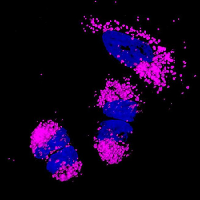 Mouse IgG (H+L) Highly Cross-Adsorbed Secondary Antibody in Immunocytochemistry (ICC/IF)