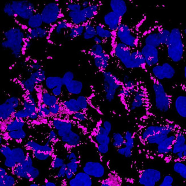 Mouse IgG (H+L) Highly Cross-Adsorbed Secondary Antibody in Immunocytochemistry (ICC/IF)