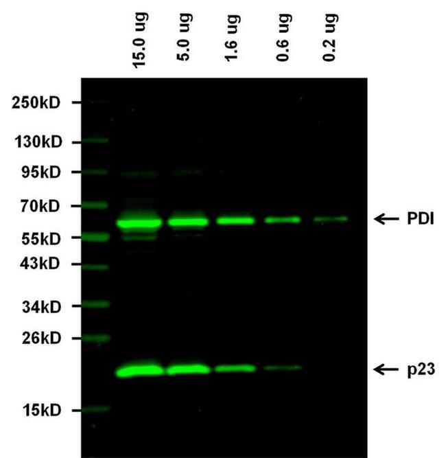 Mouse IgG (H+L) Highly Cross-Adsorbed Secondary Antibody in Western Blot (WB)