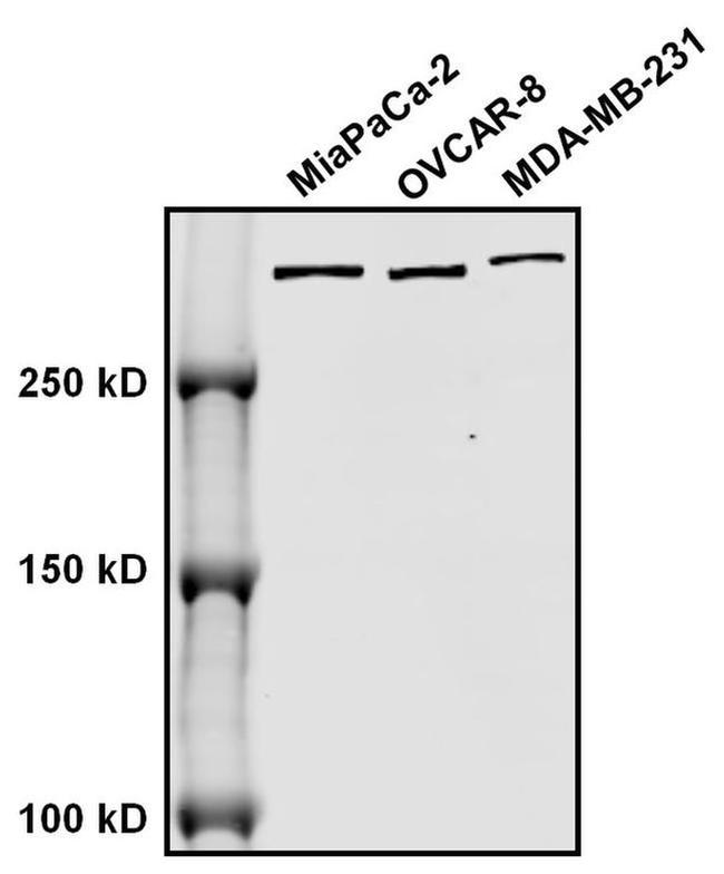 Mouse IgG (H+L) Secondary Antibody in Western Blot (WB)