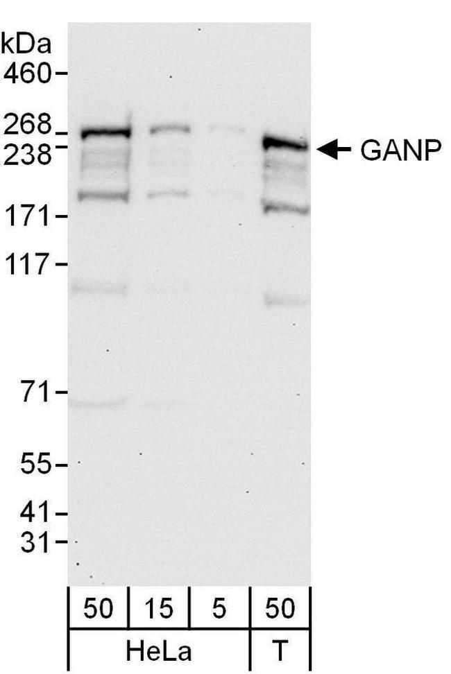 GANP Antibody in Western Blot (WB)