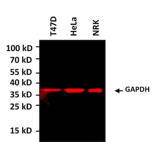 GAPDH Loading Control Antibody in Western Blot (WB)