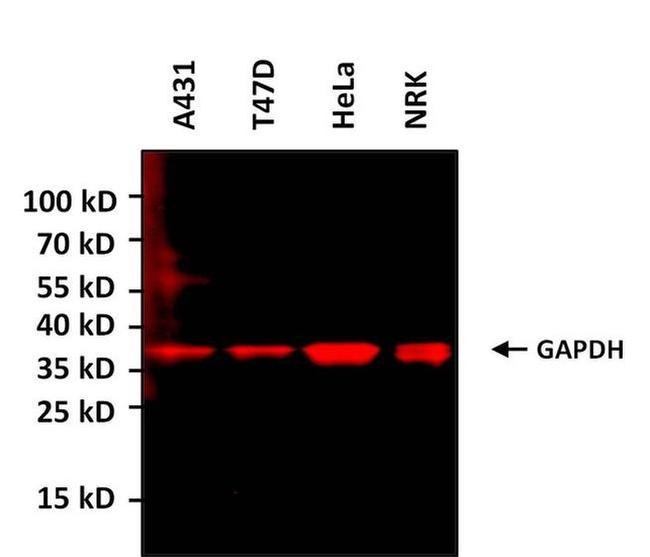 GAPDH Loading Control Antibody in Western Blot (WB)