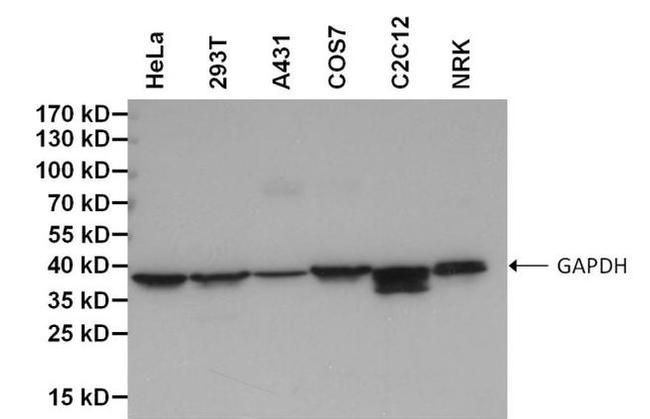 GAPDH Loading Control Antibody in Western Blot (WB)