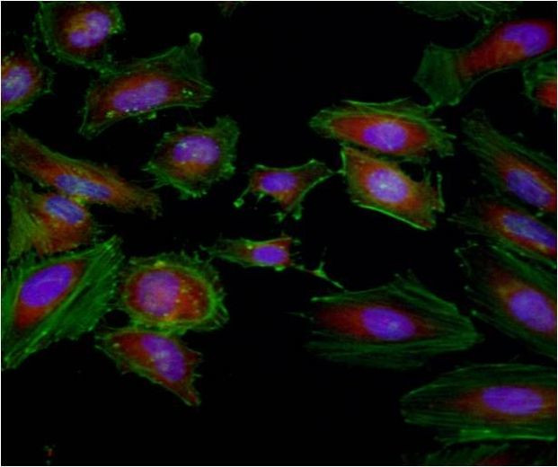 GAPDH Loading Control Antibody in Immunocytochemistry (ICC/IF)