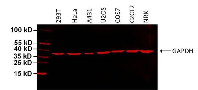 GAPDH Loading Control Antibody in Western Blot (WB)