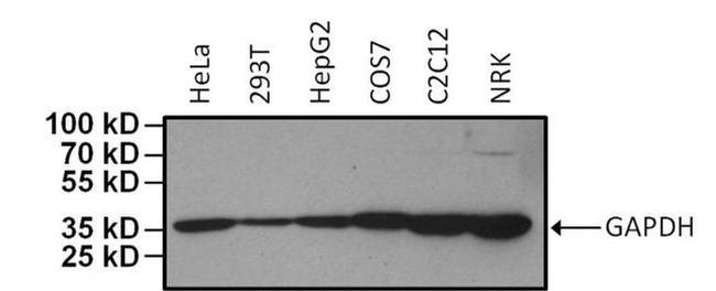 GAPDH Loading Control Antibody in Western Blot (WB)