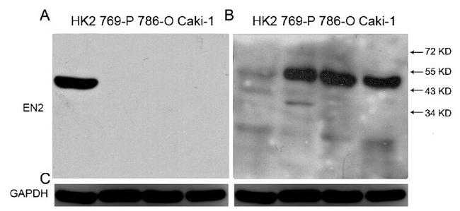 GAPDH Antibody in Western Blot (WB)