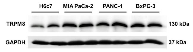 GAPDH Antibody in Western Blot (WB)