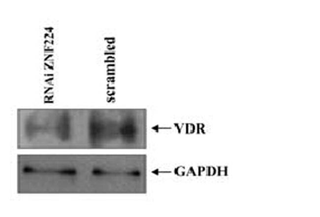 GAPDH Antibody in Western Blot (WB)