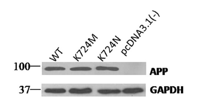 GAPDH Antibody in Western Blot (WB)