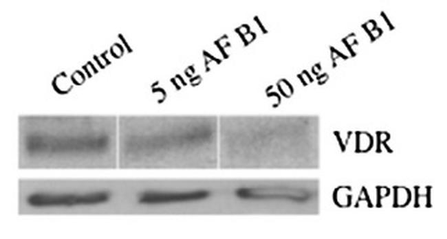 GAPDH Antibody in Western Blot (WB)