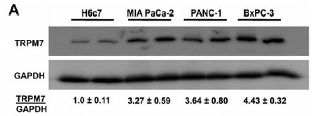 GAPDH Antibody in Western Blot (WB)