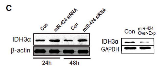 GAPDH Antibody in Western Blot (WB)