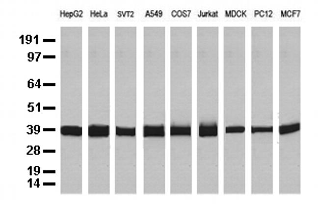 GAPDH Antibody in Western Blot (WB)