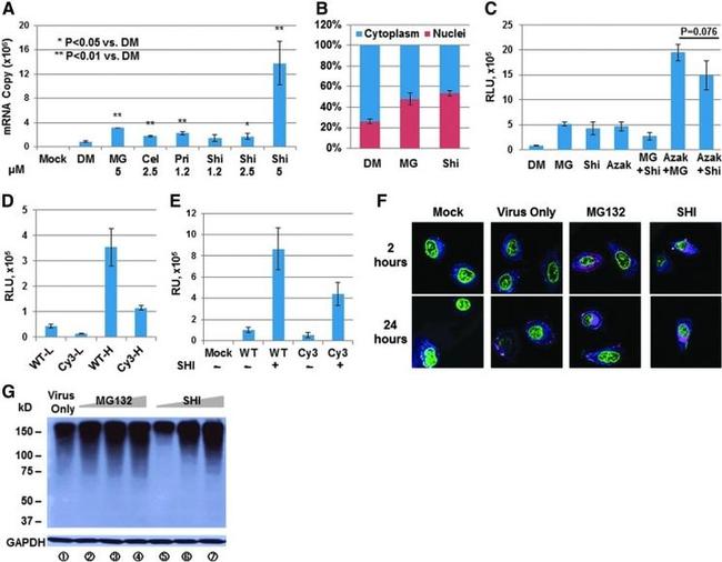 GAPDH Antibody in Western Blot (WB)