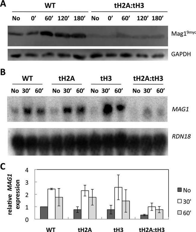 GAPDH Loading Control Antibody in Western Blot (WB)